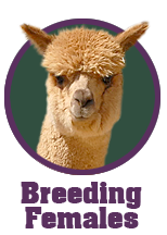 home_link_breeding-females