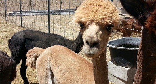 Shearing Just in Time